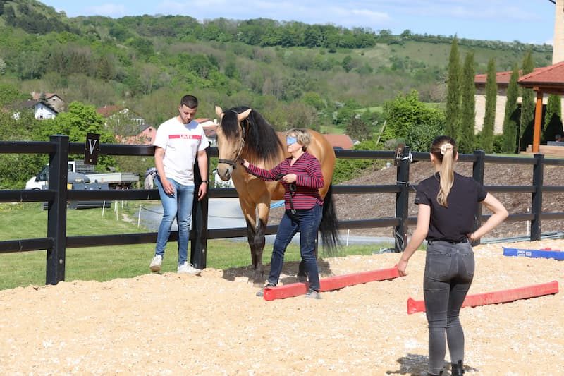 equicoaching